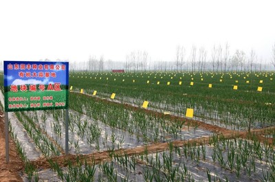 潤豐種業(yè)有機(jī)大蒜基地 種業(yè)創(chuàng)新引領(lǐng)綠色農(nóng)業(yè)發(fā)展